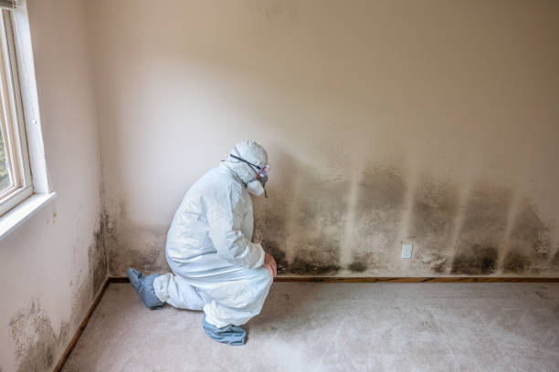 Mold Testing and Removal in Dillon, SC